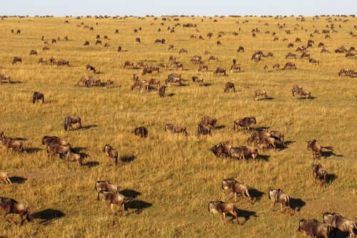 A photo of a massive gnu migration.