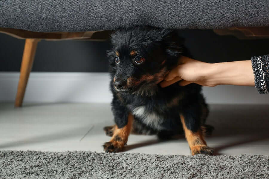 A rather anxious dog under the couch.