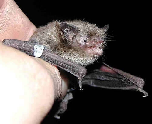 A picture of someone holding a bat.