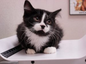 What Happens at a Vet Check-Up?