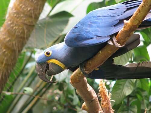 Why Parrots Molt and Their Plumage Condition