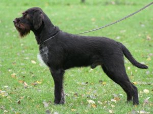 Bohemian Wirehaired Pointing Griffons