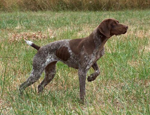 A pointing braque francais during a hunt.