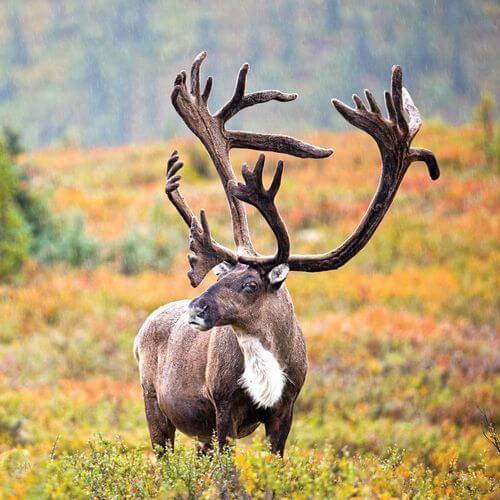A photo of a beautiful Caribou in the wild.