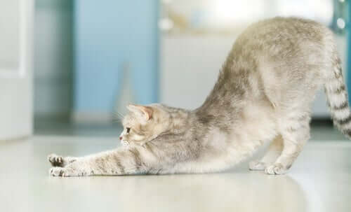 A cat stretching.
