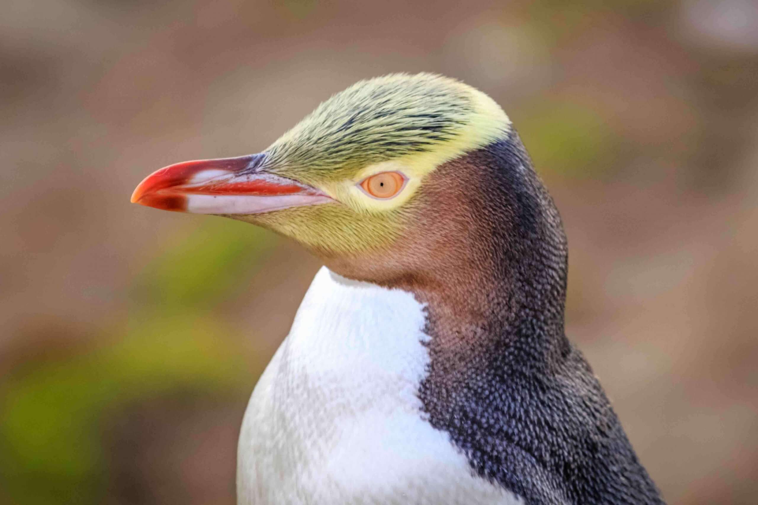 A yellow-eyed penguin.