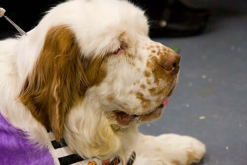 A clumber spaniel