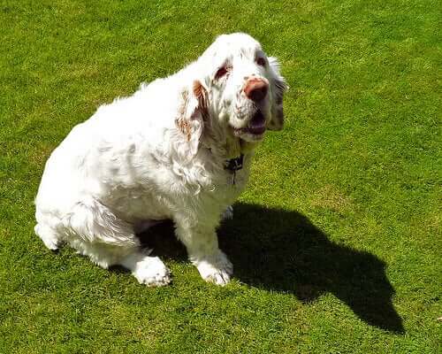 are clumber spaniels stubborn