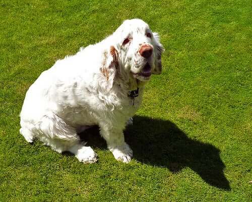 A clumber spaniel sitting.