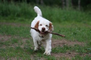 Clumber Spaniels: Lazy-Looking but Loving