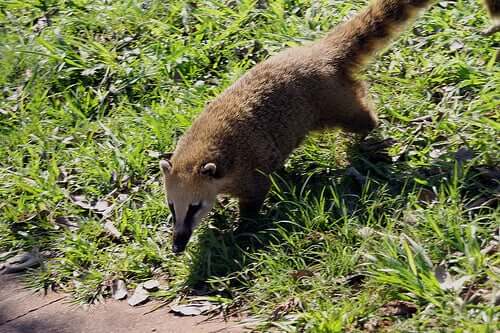 A coati.