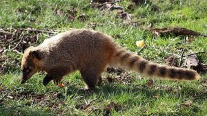 The Coati: Characteristics, Behavior and Habitat