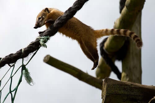 coati Behavior and Social Structure