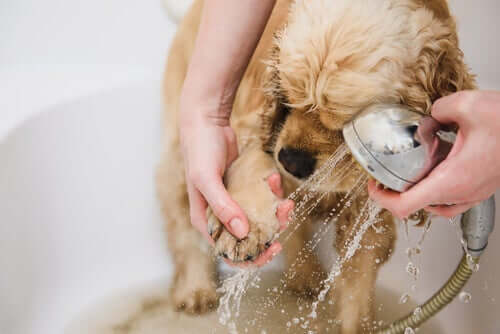 A cocker spaniel taking a bath.