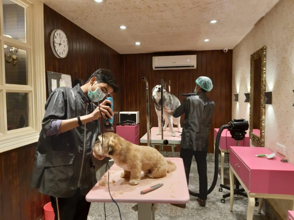 Grooming at the Critterati dog hotel.