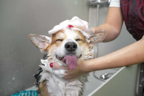 How to bathe your dog.