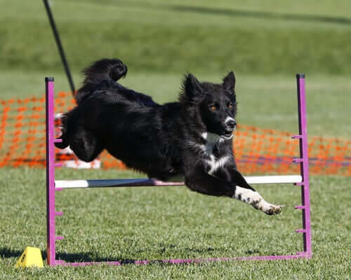 A dog jumping over an obstacle.