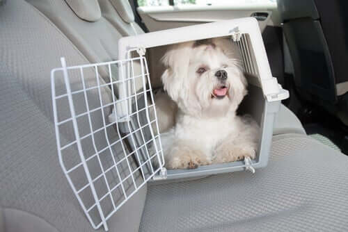 A pet inside its pet carrier.