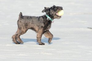 Winter's Here! Enjoy the Snow With Your Dog