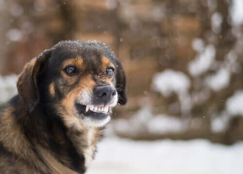 A dog snarling.