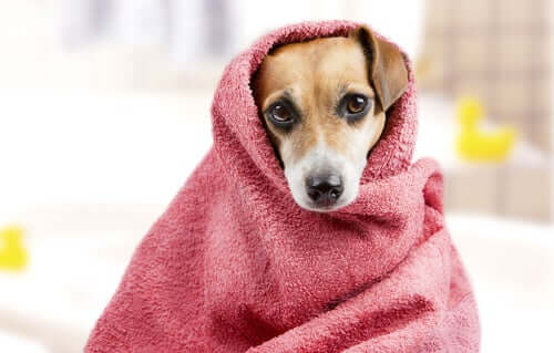 A dog wrapped in a towel.