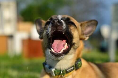 A dog yawning.