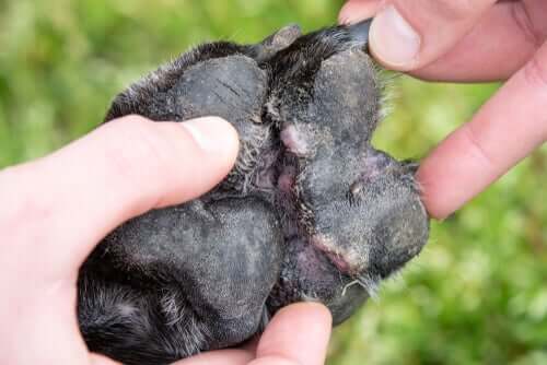 A dog's paw with dermatitis.