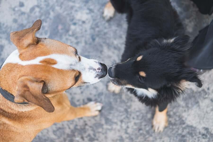 Two dogs smelling each other.