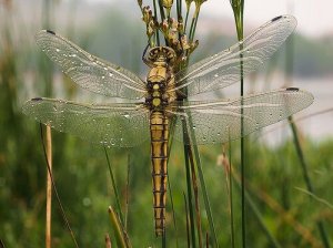 Animal Metamorphosis: What Is It?