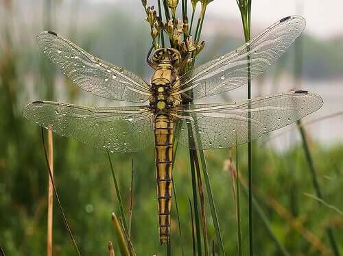 Animal Metamorphosis: What Is It?