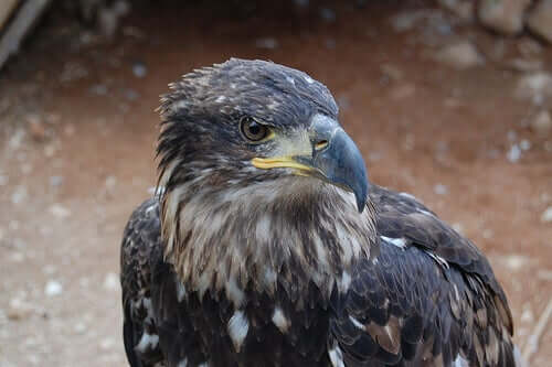 A close-up shot of the Spanish eagle.