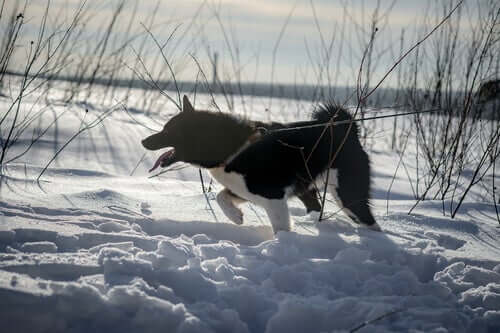East Siberian Laika in the snow.