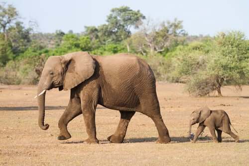 A mother elephant and her calf.