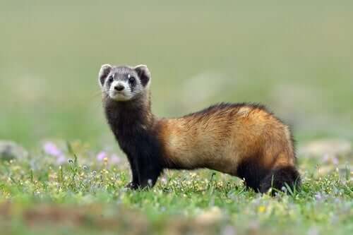 A ferret in a field.