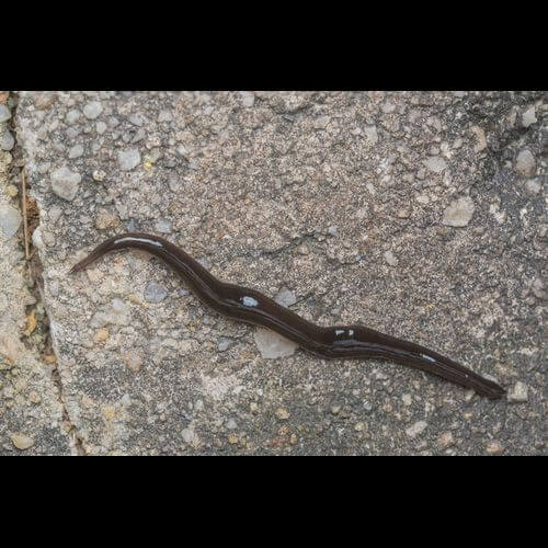 A photo of a flatworm.