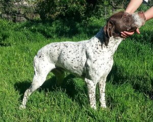 Meet the Braque Francais: A Gascogne Type Dog