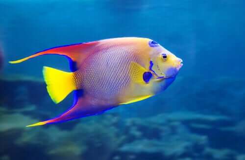 8 Amazing Freshwater Fish