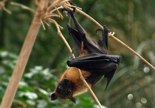 Are Bats Dangerous for Humans or Not?