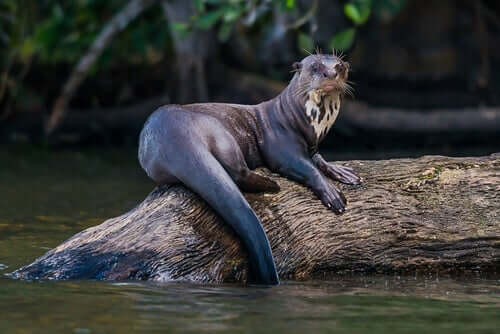 Giant otters in Brazil.