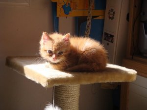 Cat Scratching Posts and Other Accessories