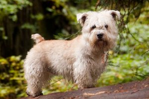 The Glen of Imaal Terrier