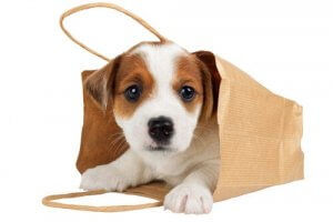 Should You Carry Your Dog in Your Bag?