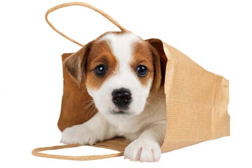 Should You Carry Your Dog in Your Bag?