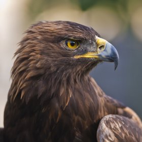 The Golden Eagle: Characteristics, Behavior and Habitat - My Animals