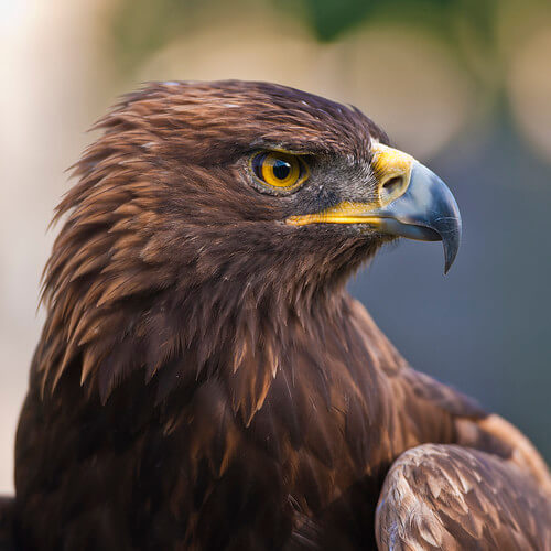 A Golden Eagle's close-up photograph.