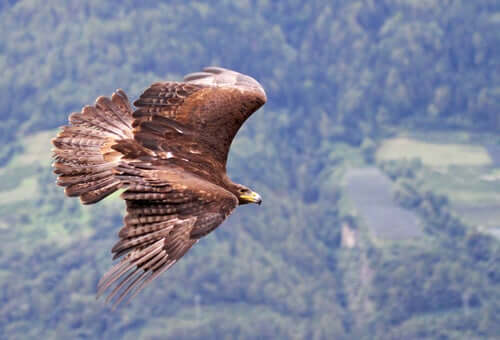 A golden eagle soaring in the air.