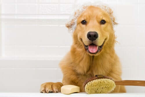 Should Owners Bathe Their Pets More Often During Quarantine?