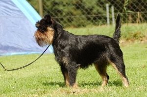 The Griffon Belge: A Caring and Active Dog Breed