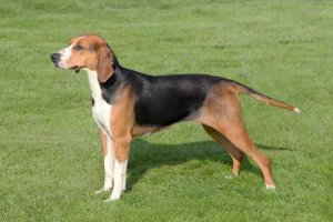 The Hamilton Hound: A Swedish Hunting Dog