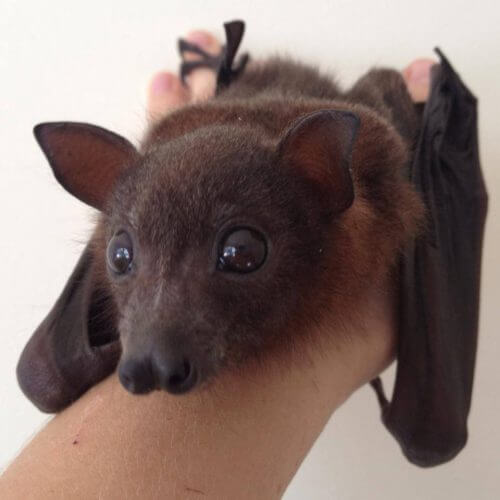 A bat being held.